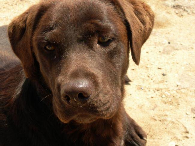 Utha de Brâme Pin Castel - Labrador Retriever