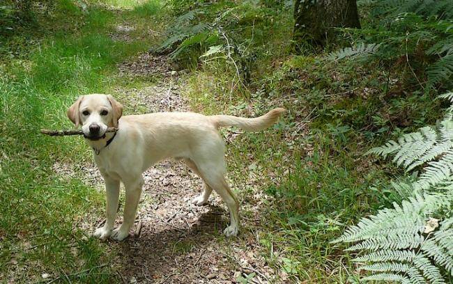 Cador a 6 mois - Labrador Retriever (6 mois)