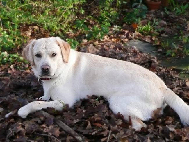 Cador 1 an 1/2 - Labrador Retriever