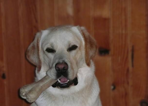 Cador 1an 1/2 - Labrador Retriever