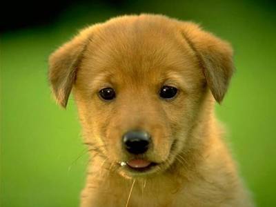 chouki - Labrador Retriever (3 mois)