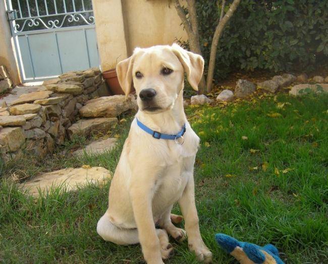 Louna photo Labrador de 4 mois - Labrador Retriever (4 mois)