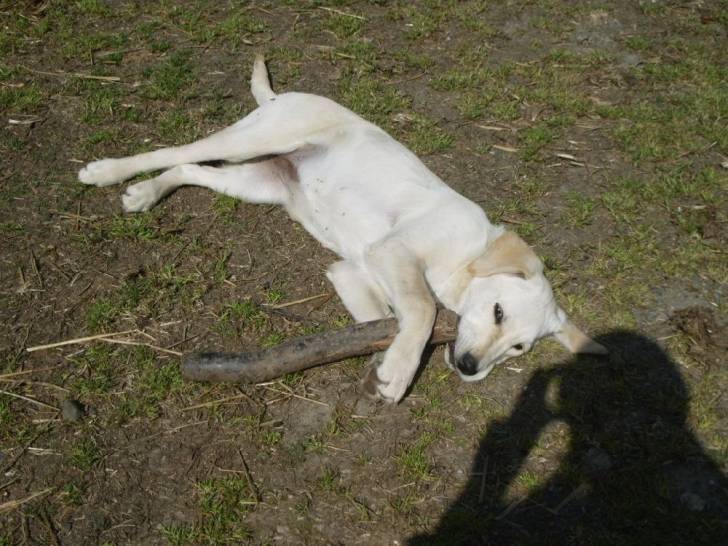 Elka - Labrador Retriever (1 an)
