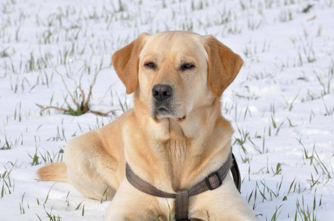 Caïd, beau Labrador sable en photo - Labrador Retriever