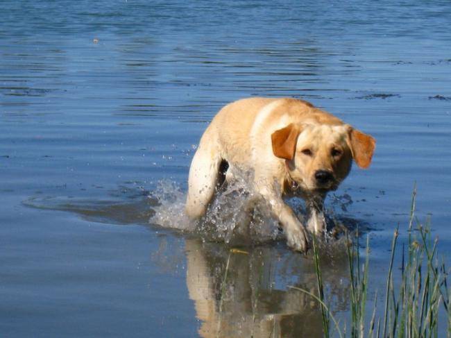 Photo Labrador sable : Caïd - Labrador Retriever