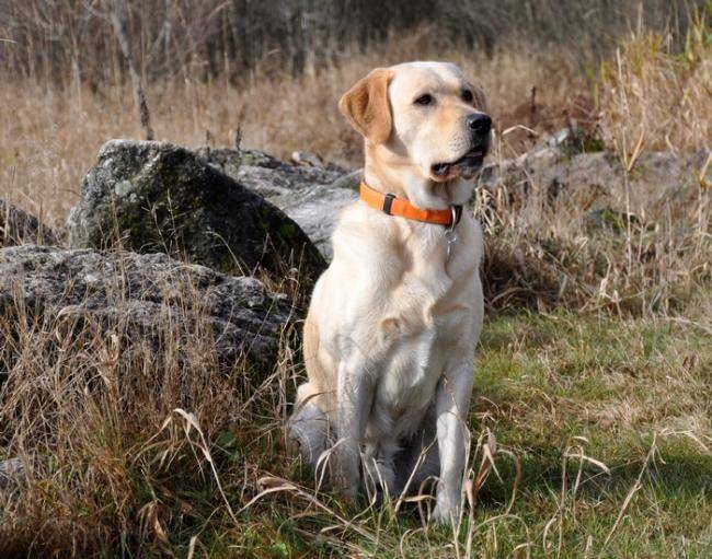 Caïd : beau labrador - Labrador Retriever
