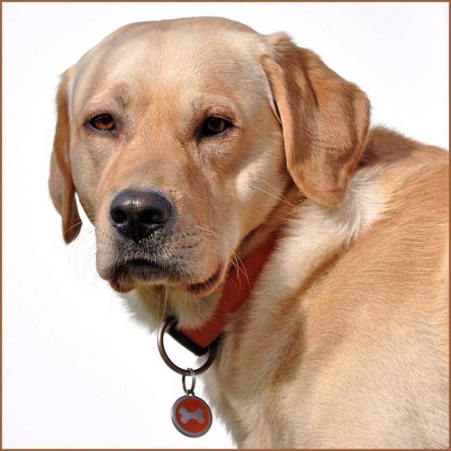 Portrait labrador : Caïd - Labrador Retriever
