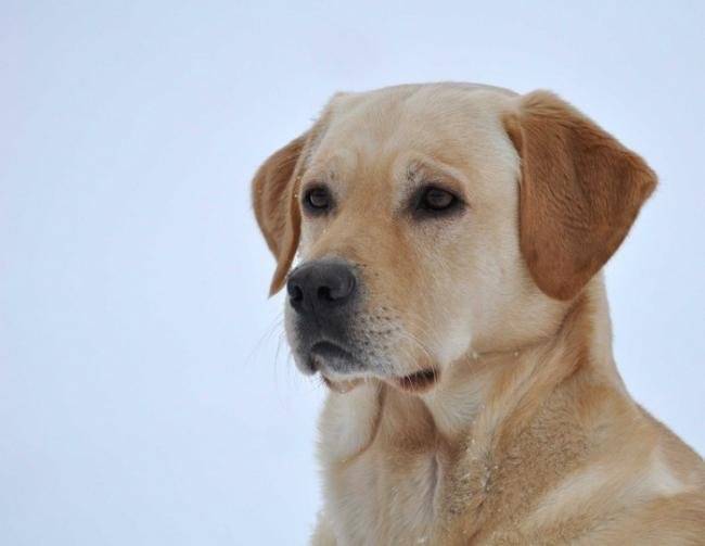 Beau portrait Labrador : Caïd - Labrador Retriever