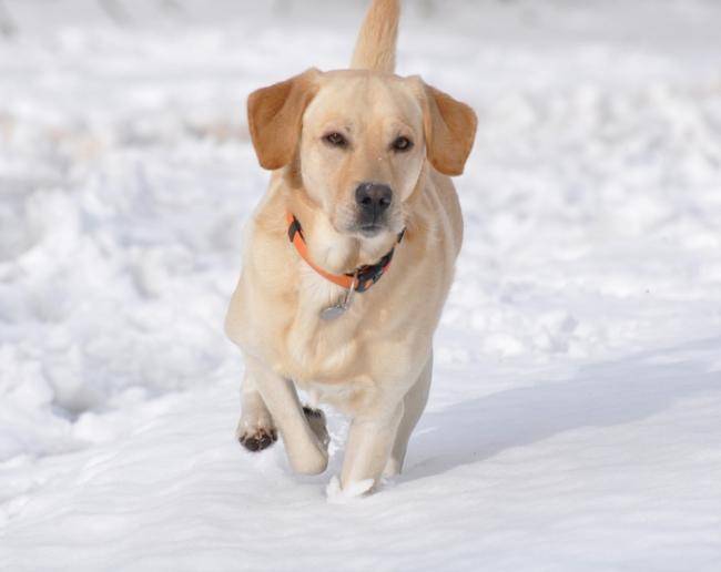 Caïd dans la neige - Labrador Retriever