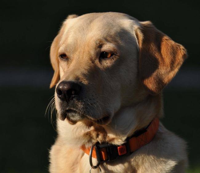 Beau portrait de Caïd - Labrador Retriever