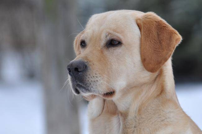 portrait de beau labrador : Caïd - Labrador Retriever