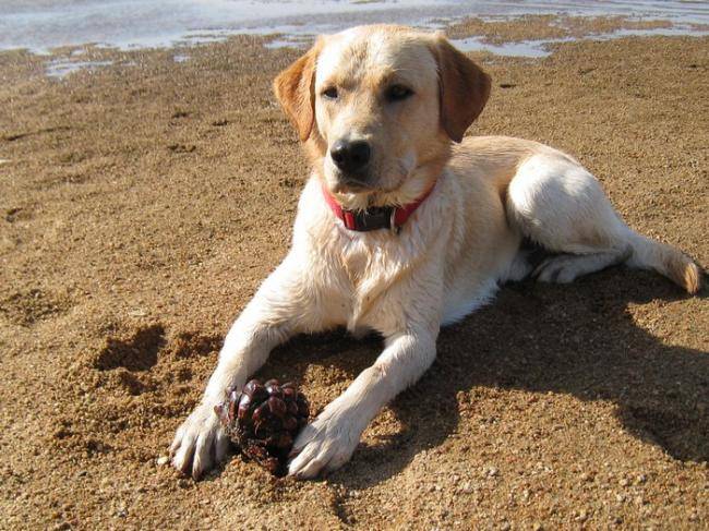Caïd à la plage - Labrador Retriever