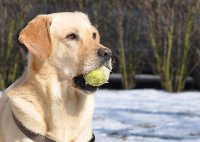 Caïd portrait - Labrador Retriever