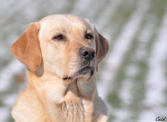 Caïd labrador sable de 3 ans - Labrador Retriever (3 ans)