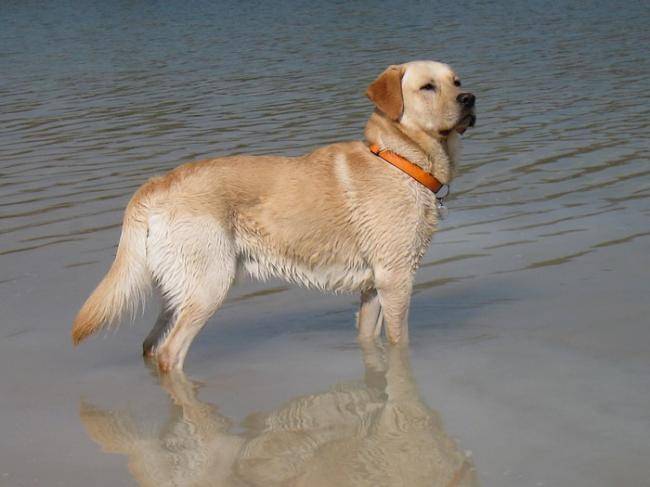Caïd à la mer - Labrador Retriever