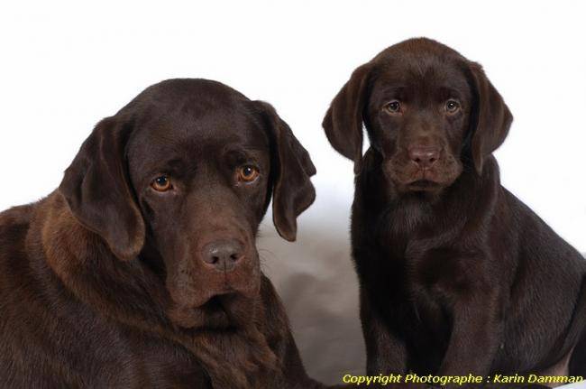 Beaux Labradors Chocolat en photo - Labrador Retriever