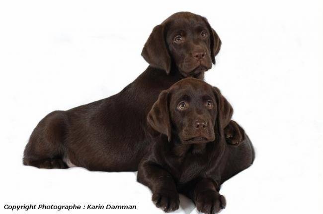 Chiots Labradors chocolat - Labrador Retriever