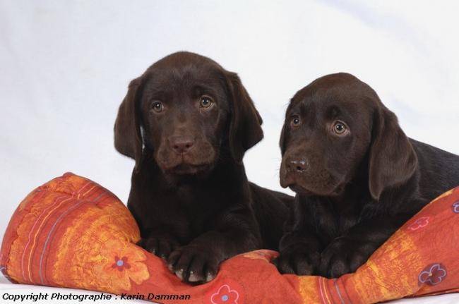 Deux chiots labradors chocolat - Labrador Retriever