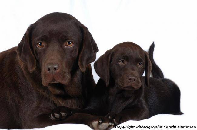 Labradors chocolat - Labrador Retriever