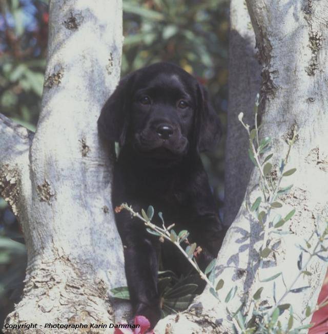 Cow-boy : chiot labrador - Labrador Retriever
