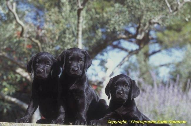 Groupe de chiots Labradors - Labrador Retriever