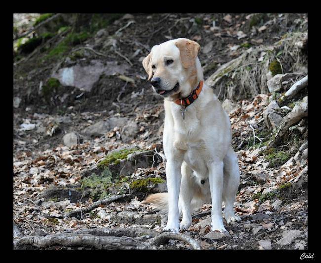 Caïd Labrador mâle de 3 ans - Labrador Retriever (3 ans)