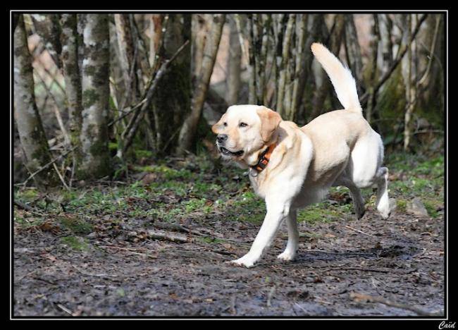 Caïd en pleine course - Labrador Retriever