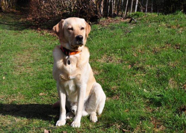 Caïd - Labrador Retriever