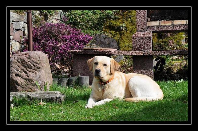 Caïd - Labrador Retriever