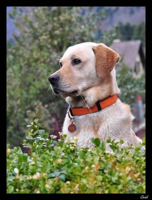 Beau portrait de Labrador, Caïd - Labrador Retriever