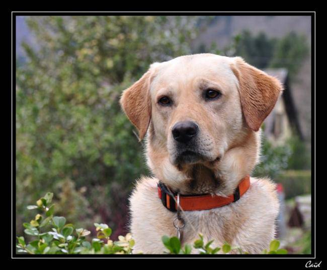 Caïd, beau Labrador - Labrador Retriever