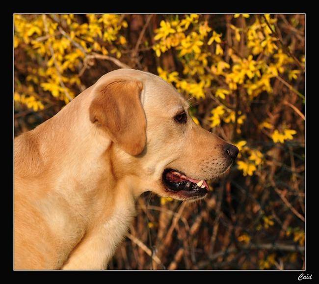 Beau profil de Caïd - Labrador Retriever