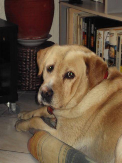 Taz, Labrador sable de 7 ans - Labrador Retriever (7 ans)