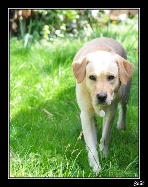 Caïd, Labrador sable - Labrador Retriever