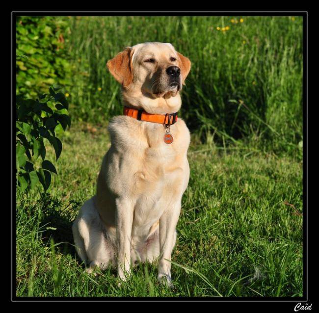 Beau Labrador, Caïd - Labrador Retriever