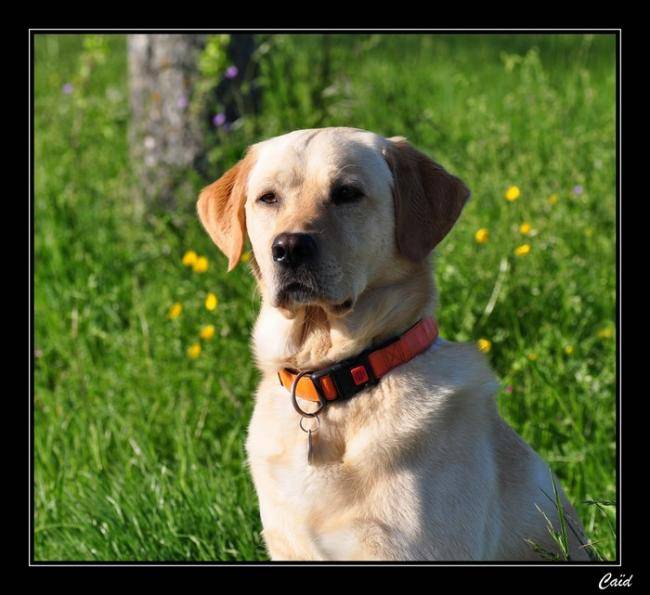 Labrador sable de 3 ans : Caïd - Labrador Retriever (3 ans)