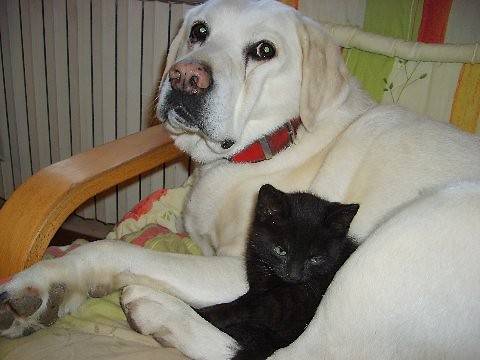Mantoine 14 ans avec Polett - Labrador Retriever (14 ans)