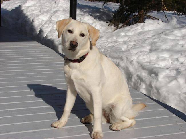 Nicky femelle Labrador - Labrador Retriever