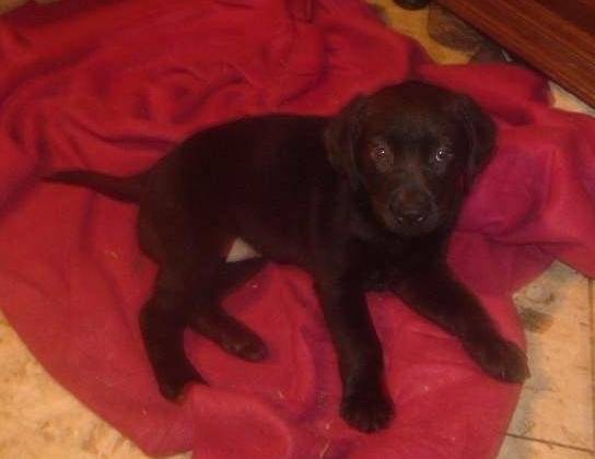Faïka - Labrador Retriever (6 mois)