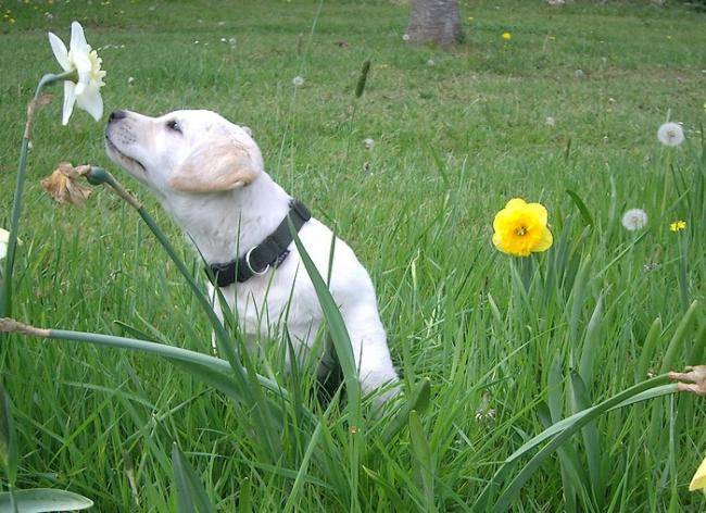 Falka jeune labrador femelle sable - Labrador Retriever