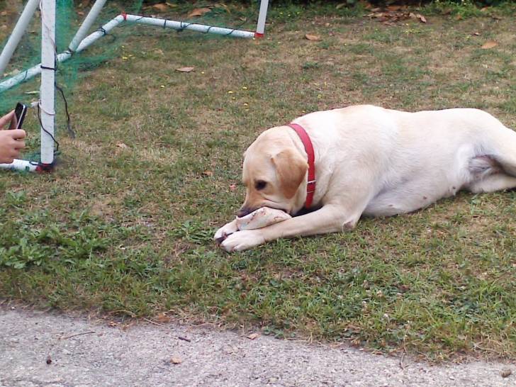 Biscotte - Labrador Retriever (4 ans)