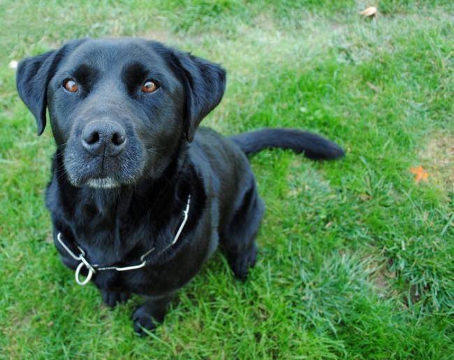Sangha Labrador noir - Labrador Retriever