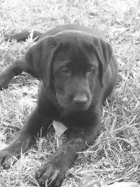Kayla labrador 6 mois - Labrador Retriever (6 mois)