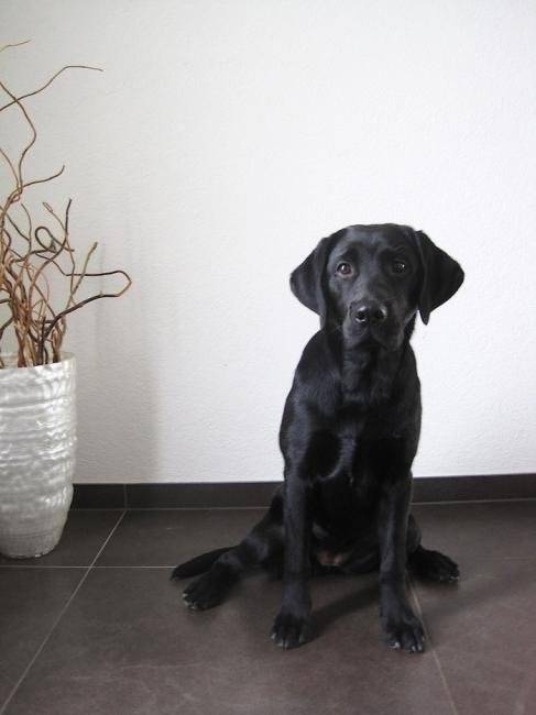 Kayla femelle labrador noir - Labrador Retriever