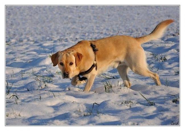Caid labrador sable dans la neige - Labrador Retriever