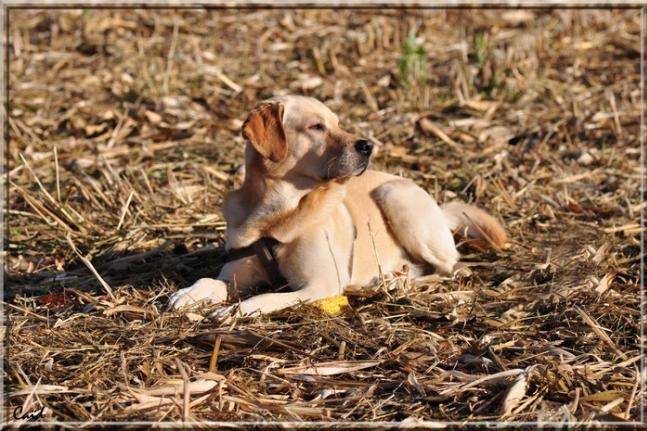 Caid Labrador sable 3 ans et demi - Labrador Retriever (3 ans et demi)