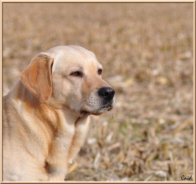 Beau portrait Caid, Labrador sable - Labrador Retriever