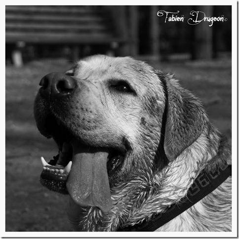 Chaos, Labrador mâle - Labrador Retriever