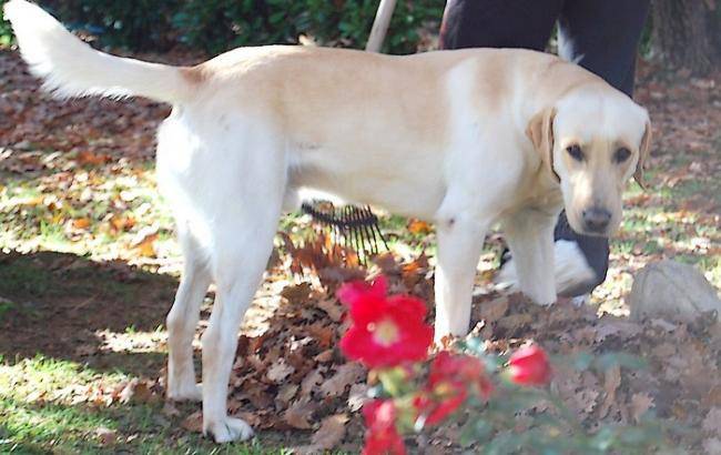 Eden Labrador sable 22 mois - Labrador Retriever (1 an et 10 mois)