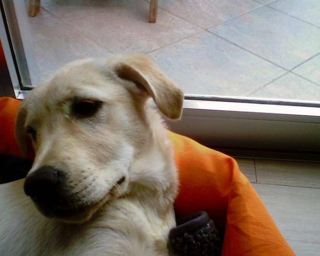Réglisse, Labrador mâle de 5 mois - Labrador Retriever (5 mois)